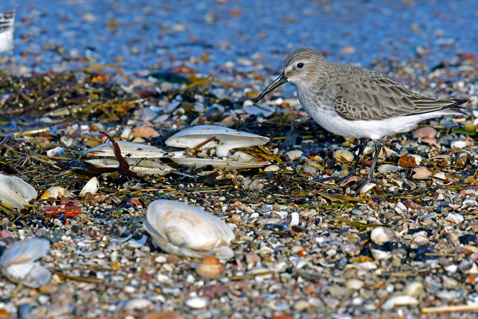 Strandsucher