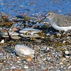 Strandsucher