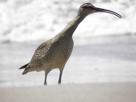 Strandsucher