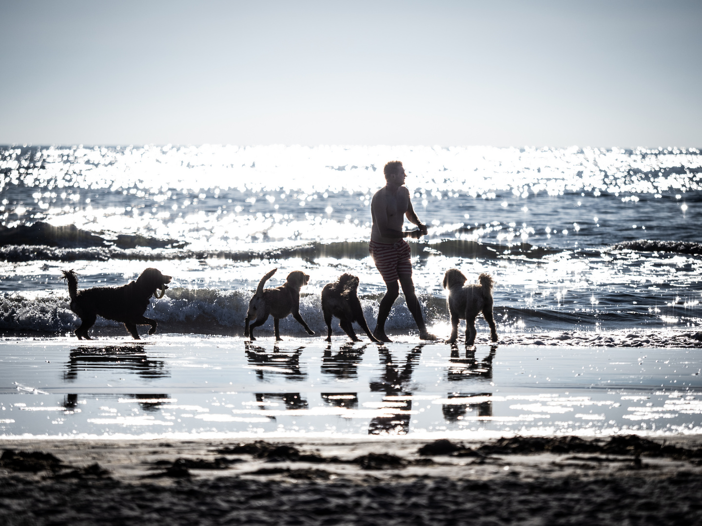 Strandszene, der Hundeanimateur -2