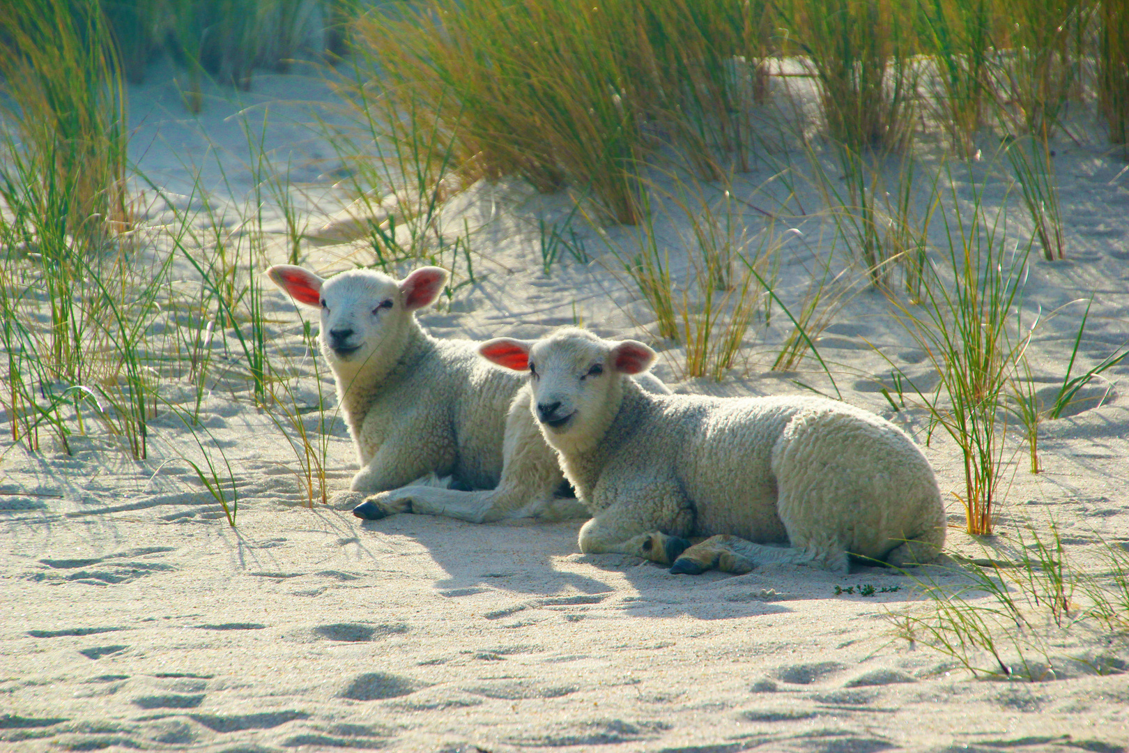 Strandtag