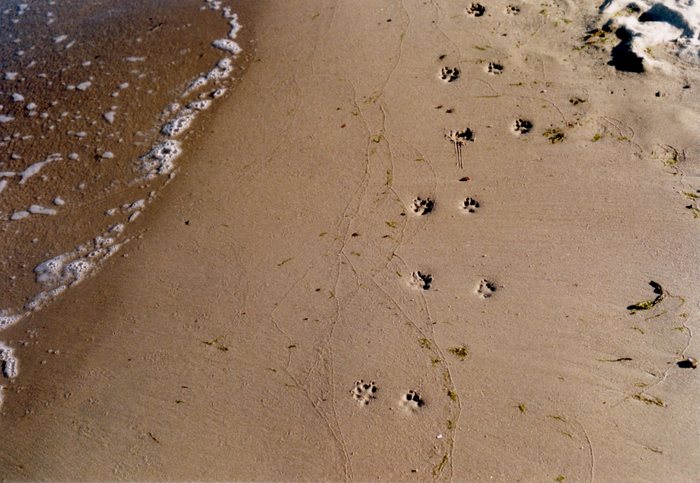 Strandtapser