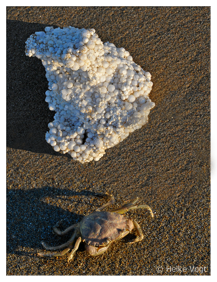 Strandtiere