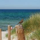 Strandübergang - angeflogen