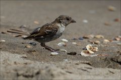 Strandurlaub...