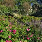 Strandvegetation