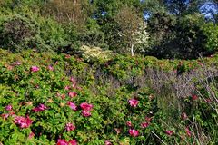 Strandvegetation