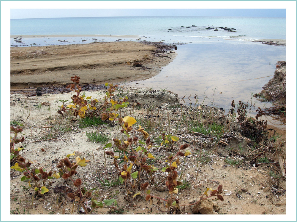 Strandvegetation