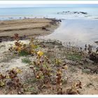 Strandvegetation