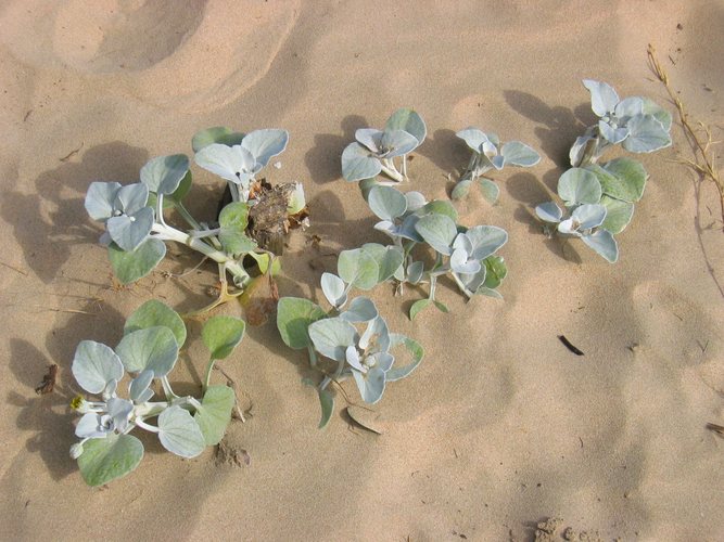 Strandvegetation