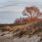 Strandvegetation