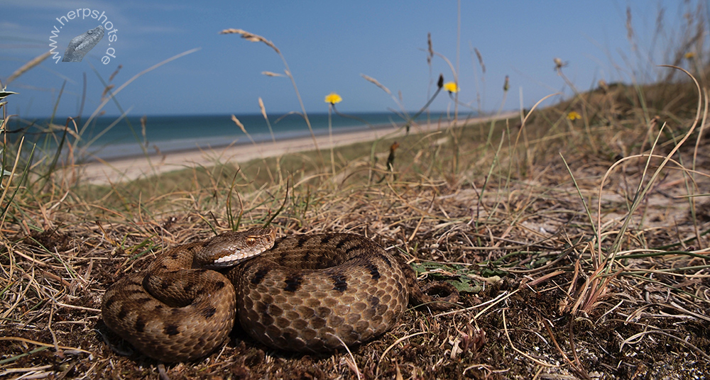 Strandviper