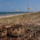 Strandviper