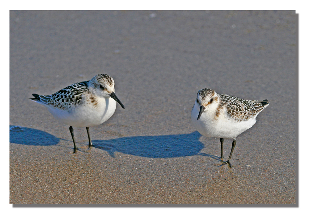 Strandvögel