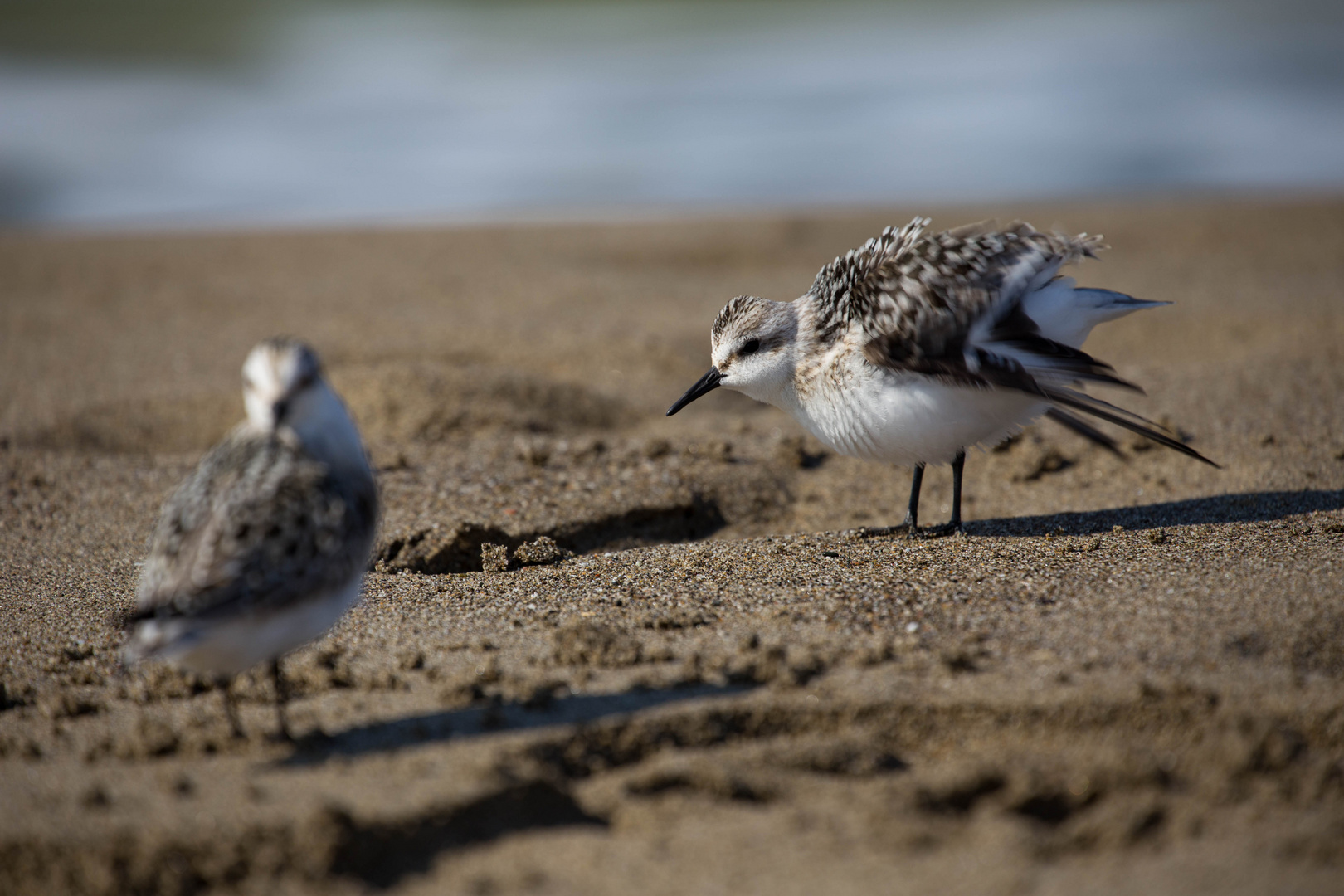 Strandvögel im Sturm am Strand (Maremma / Umbrien) 2016