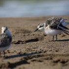 Strandvögel im Sturm am Strand (Maremma / Umbrien) 2016