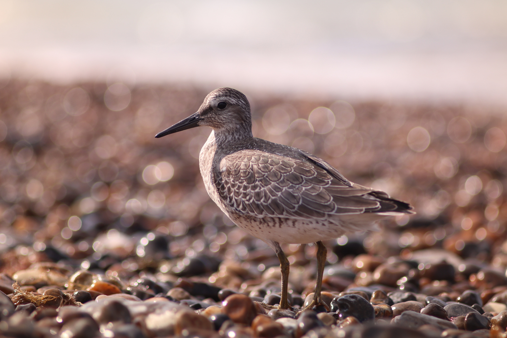 Strandvogel am Meer 