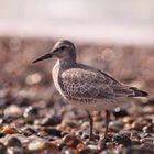 Strandvogel am Meer 