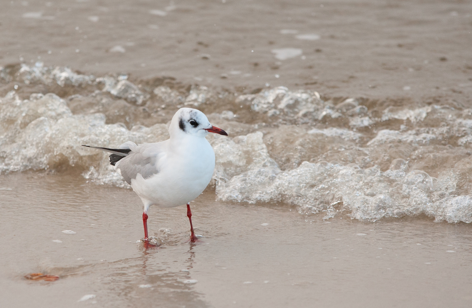 Strandvogel auf Sylt