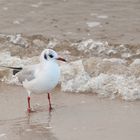 Strandvogel auf Sylt