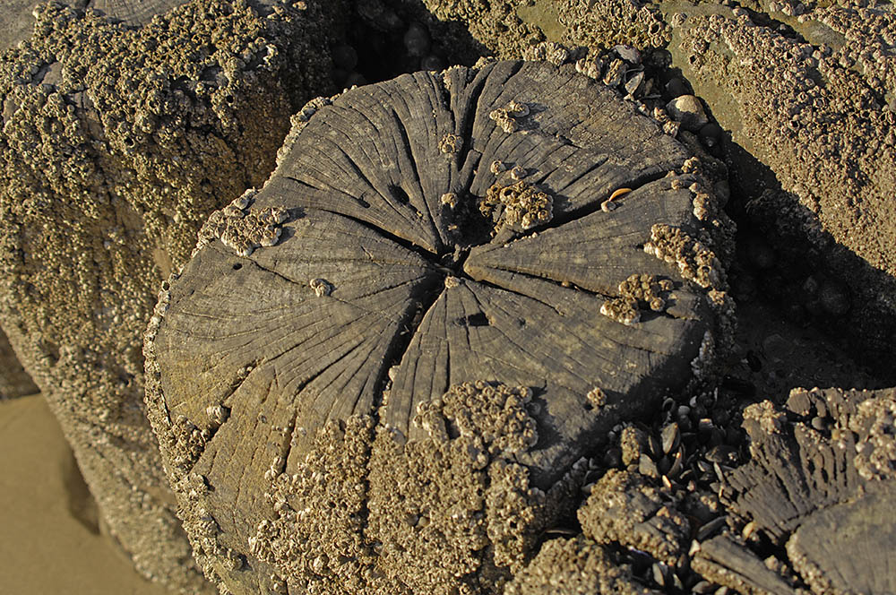 Strandvollpfosten mit Jahresringen