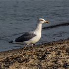 Strandwache