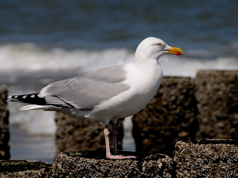 Strandwacht