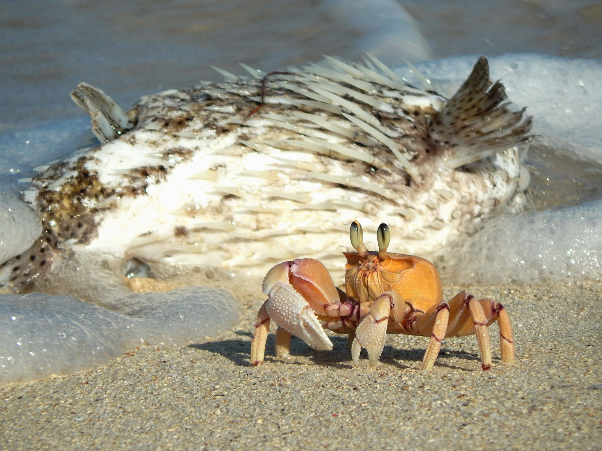 Strandwächter