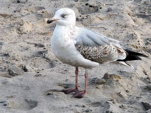 Strandwächter