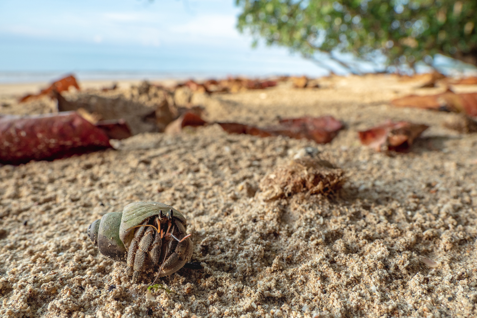 Strandwächter