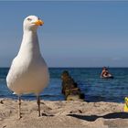 Strandwächter...