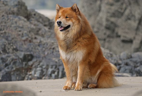 ...Strandwächter...