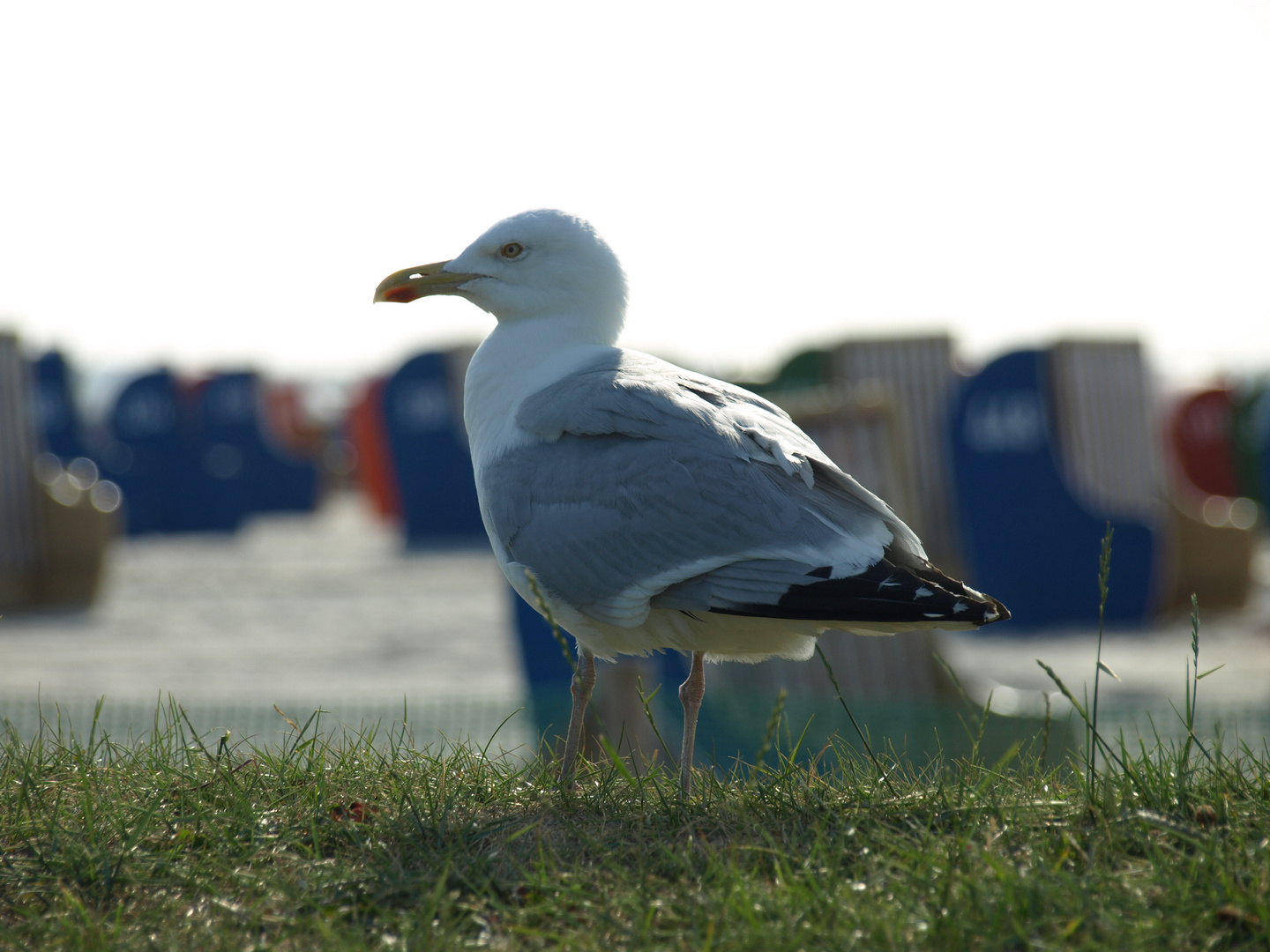 Strandwächter