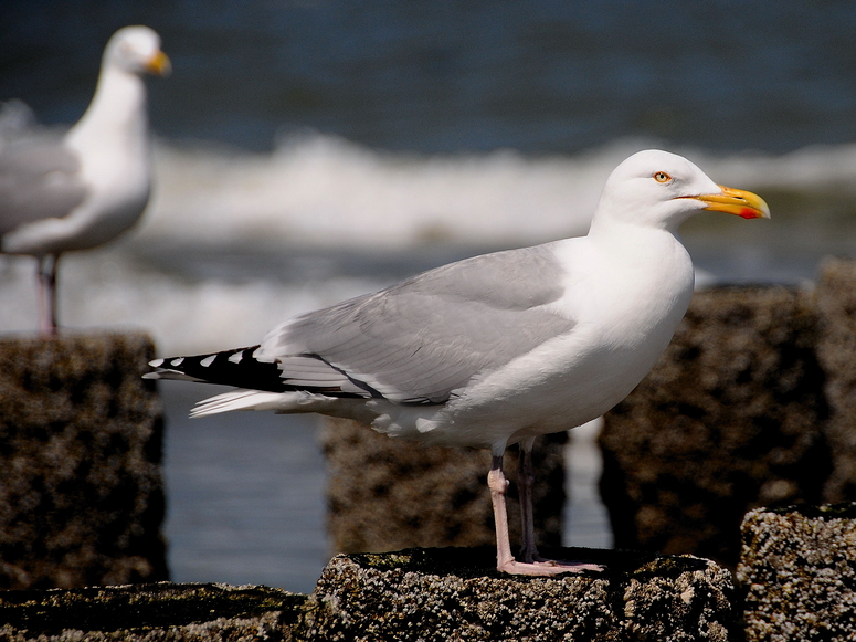 Strandwächter von Domburg