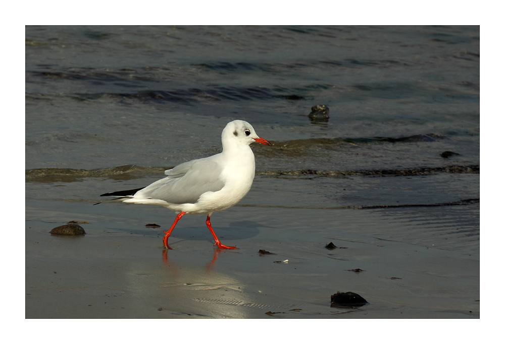 Strandwanderer