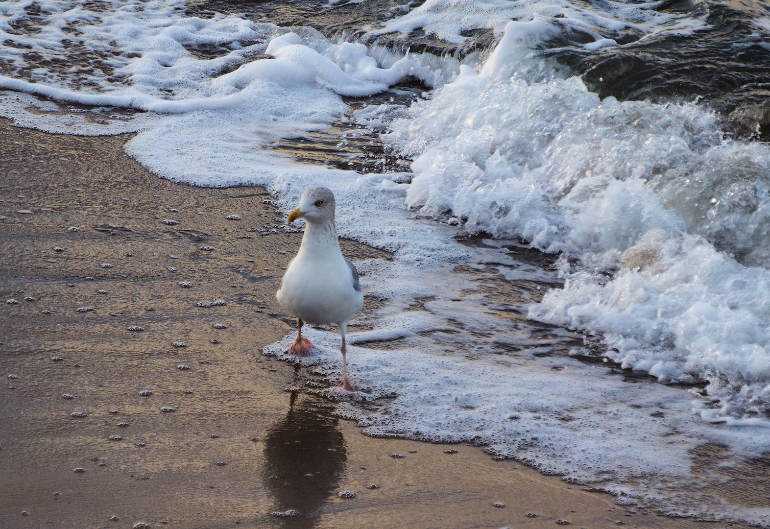 Strandwanderer... 