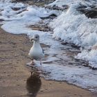 Strandwanderer... 