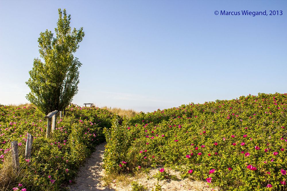 Strandwege