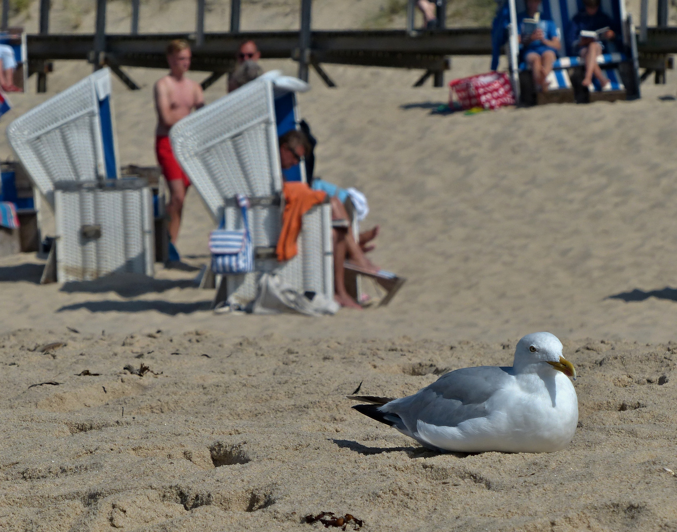 Strandwetter auch für die Möwe