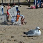 Strandwetter auch für die Möwe