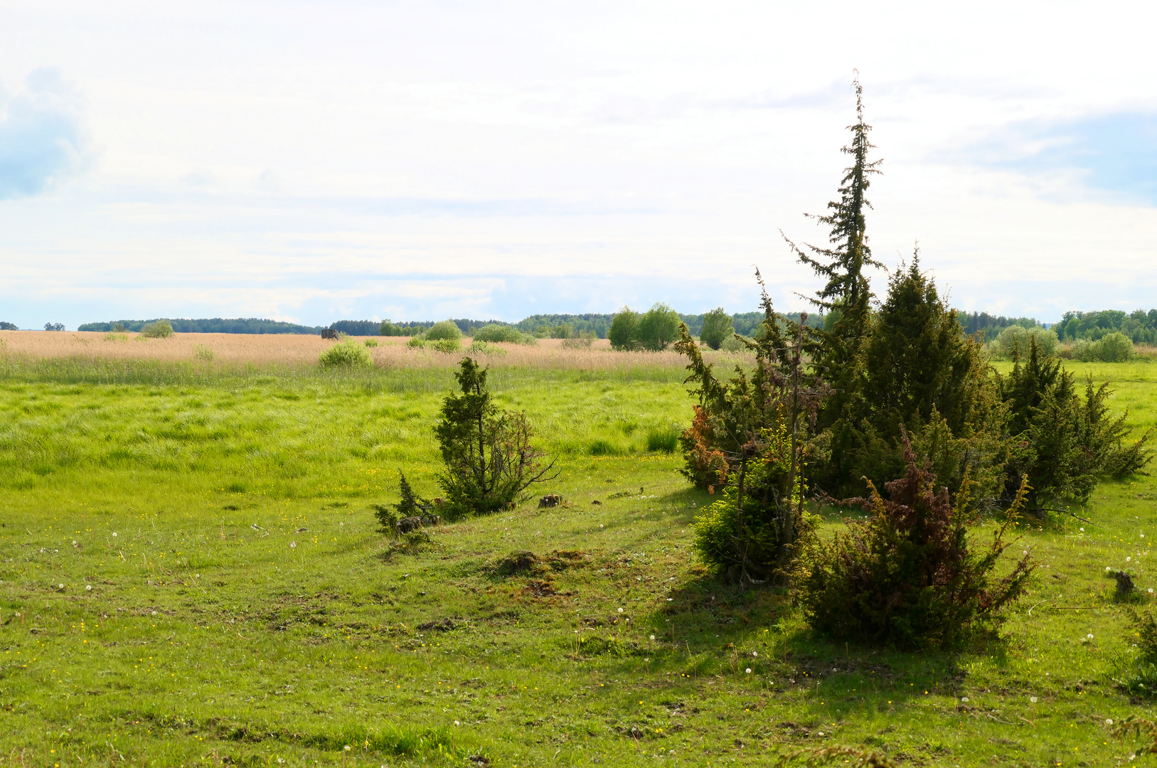 Strandwiesen am See Tåkern in Schweden