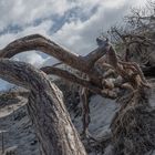 Strandwuchs am Weststrand