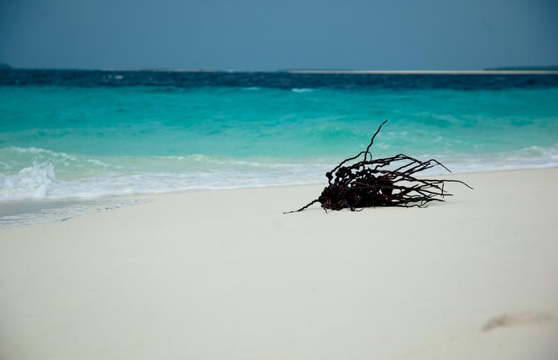 Strandwurzel