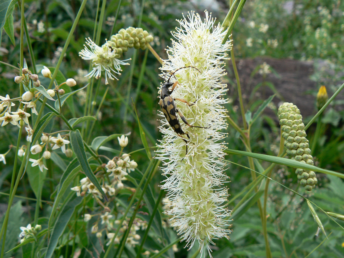 Strangalia maculata