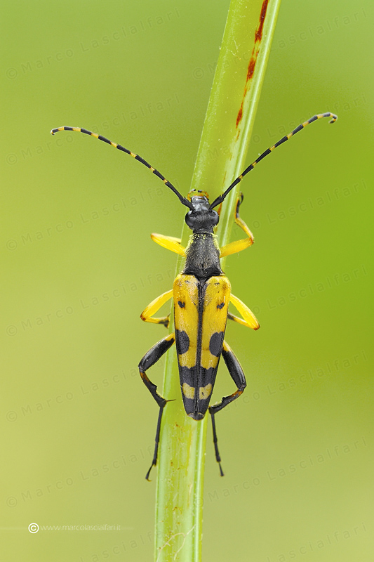 Strangalia maculata