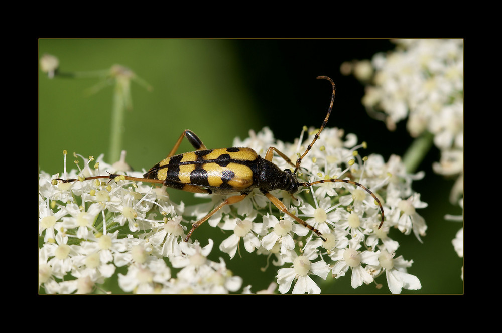 Strangalia Maculata