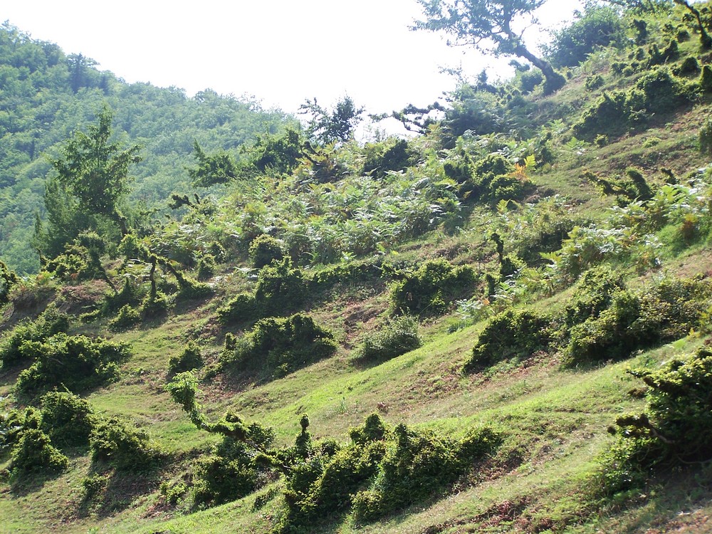 Strange Bushes