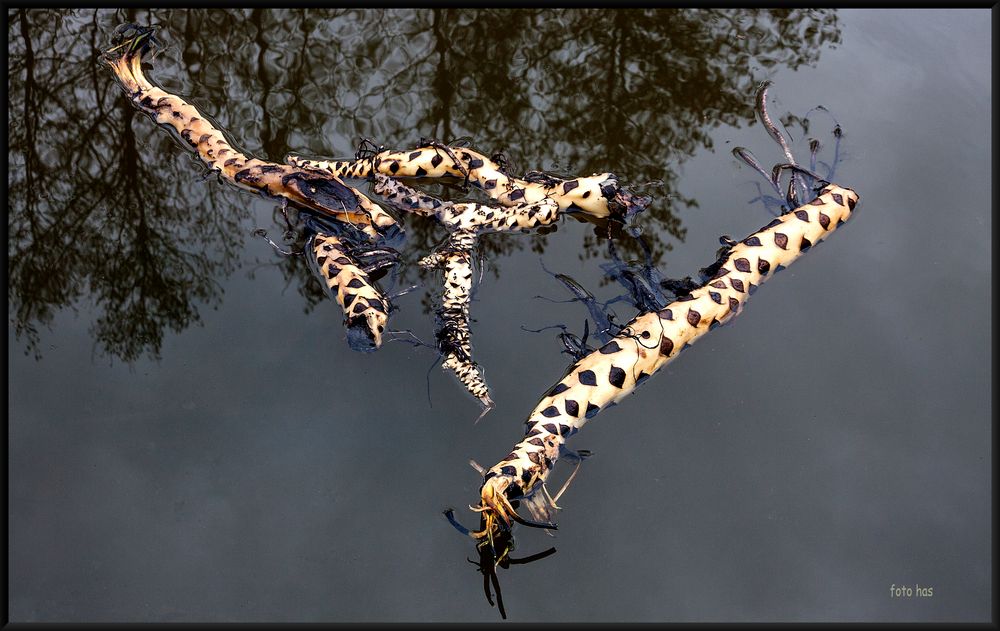 Strange creatures in the water