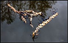 Strange creatures in the water