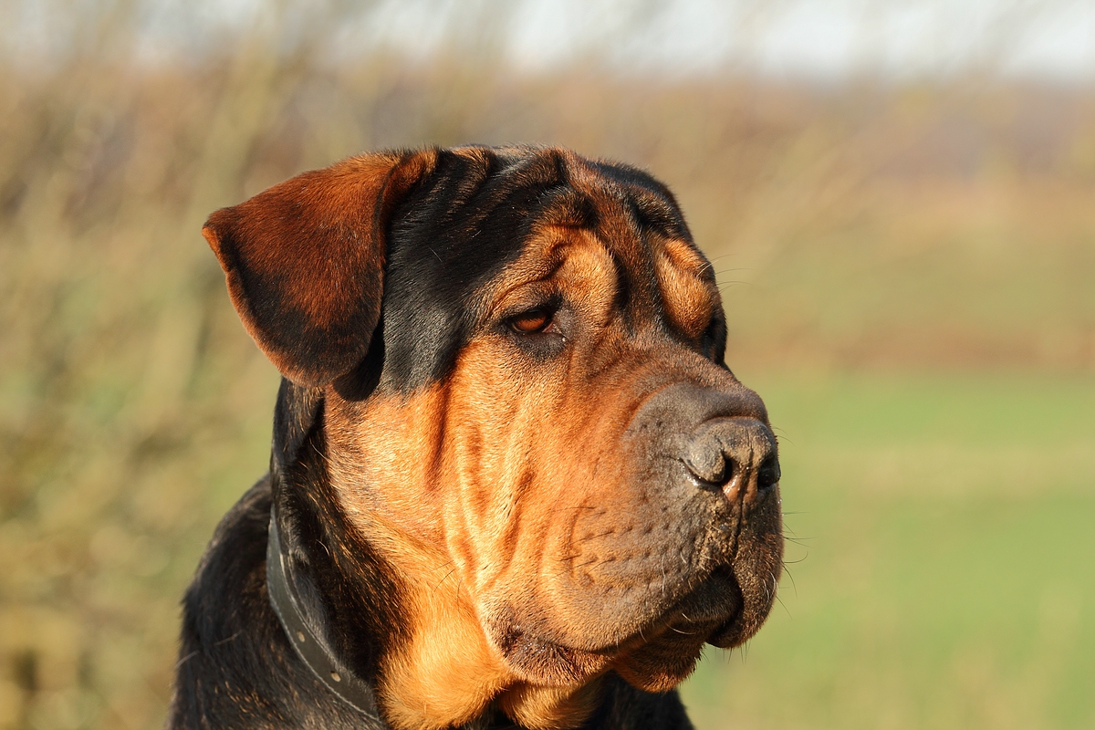 Strange Docs - Shar-Pei Mix Rocky mit Schlafzimmerblick